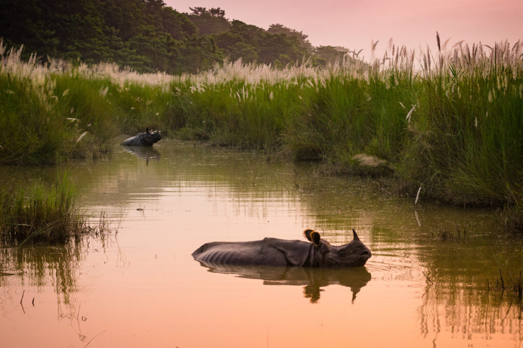 Chitwan Safari