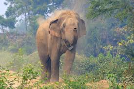 Koshi Tappu Wildlife Reserve
